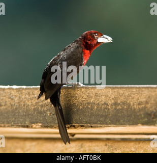 Tangara à bec d'argent Ramphocelus carbo semences avec Pantanal Brésil Banque D'Images