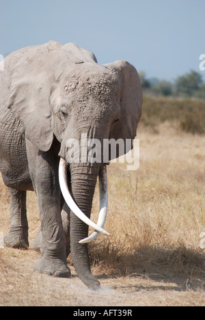 Une femelle éléphant avec longues défenses qui traversent l'une sur l'autre Parc national Amboseli Kenya Afrique de l'Est Banque D'Images