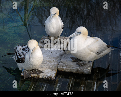 Trois malades de bassan Morus bassanus convalescence dans un centre pour les oiseaux malades Eco Mare sur Texel aux Pays-Bas Banque D'Images