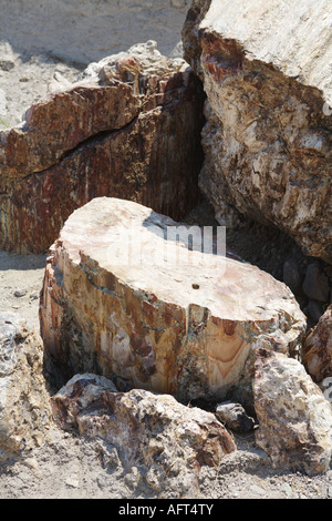 L'île de Lesbos en Paysage Territoire Forêt Pétrifiée Grèce Banque D'Images