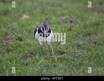 Sociable Vanellus vanellus tirant sur terre ver dans grass meadow Norfolk Banque D'Images