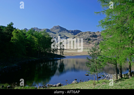 Vue de Blea Tarn vers le Langdale Pikes, Lake District, Cumbria, Angleterre Banque D'Images