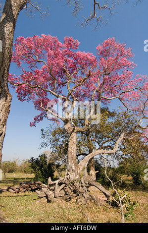 Roxo Ipe Tabebuia impetiginosa rose le nord du Pantanal Mato Grosso au Brésil Banque D'Images