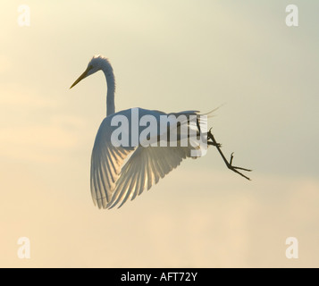 Grande Aigrette Casmerodius albus rétroéclairé Egretta alba Pantanal Brésil Banque D'Images