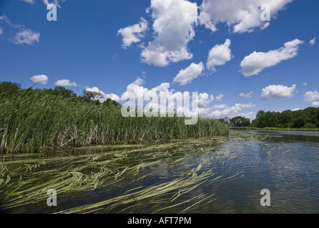 Otter Tail River s'écoule paisiblement à travers les zones humides Perham Minnesota Banque D'Images