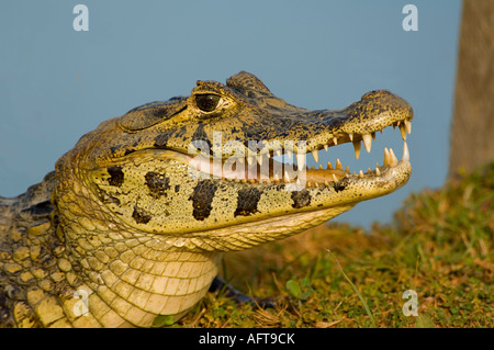 Ours à lunettes Caiman Caiman crocodilus Pantanal Brésil Banque D'Images