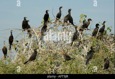 Cormoran Phalacrocorax brasilianus Pantanal Brésil Banque D'Images