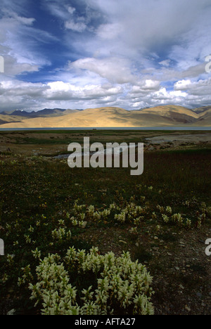 Le Meadows par le saumâtre à haute altitude (4553 m) lac Tso Moriri sont tout à l'ombre, le Ladakh Inde du nord Banque D'Images