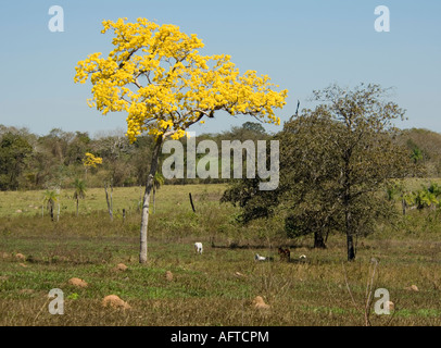 Ipe Tabebuia Jaune Brésil Pantanal Nord alba Banque D'Images