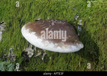 L'Angleterre, Cumbria, Parc National de Lake District. Champignon photographié sur un arbre couvert de mousse, dans un bois près de Borrowdale. Banque D'Images