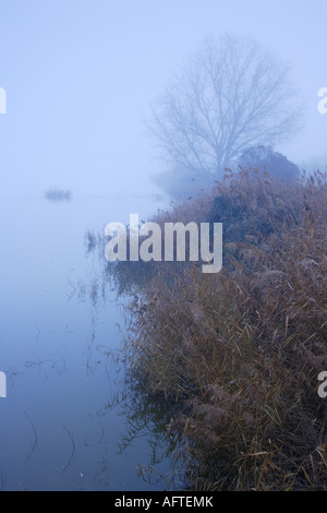 Le brouillard et la végétation riveraine Phragmites sp dans le lac Estany d Ivars Pla d'Urgell Catalogne Espagne Banque D'Images