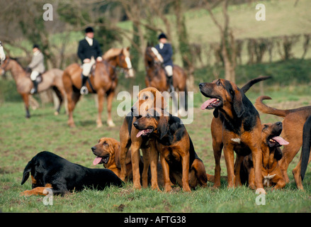 Draghunting Drag Hunting, Bloorhounds au début des jours Draghunt. Windsor Forest Draghounds. Berkshire. ROYAUME-UNI DES ANNÉES 1990 HOMER SYKES Banque D'Images