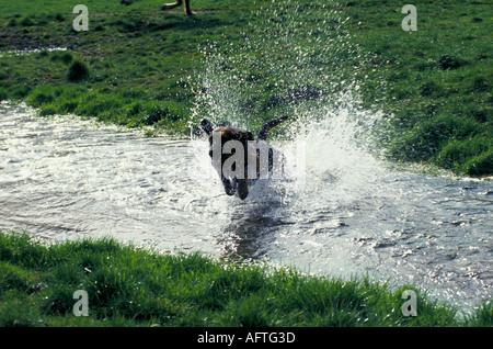 Chasse à la traînée ou chasse à la traînée les draghounds de la forêt de Windsor. Berkshire. ROYAUME-UNI. 1990s HOMER SYKES Banque D'Images