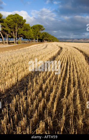 L'Australie, l'Australie du Sud, McLaren Vale, champ de foin Banque D'Images