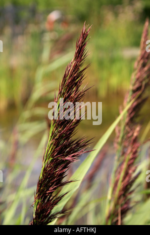 Les herbes qui poussent sur les rives, Greenwich, London, England, UK Banque D'Images