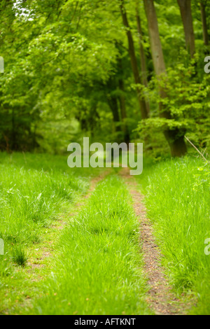 Une piste à travers les Hêtres, Thetford Forest Park, Norfolk, UK Banque D'Images