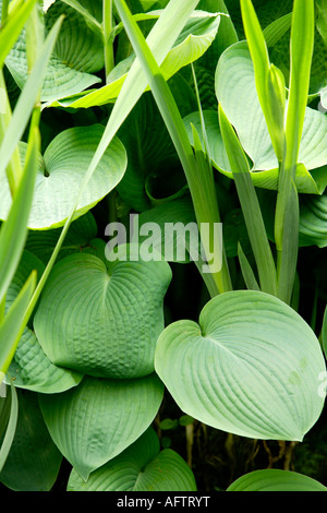 Début de l'Hosta Iris et feuillage, Fairhaven Woodland et jardin d'eau, Norfolk, UK Banque D'Images