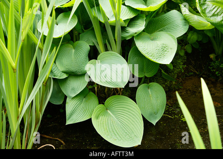 Début de l'Hosta Iris et feuillage, Fairhaven Woodland et jardin d'eau, Norfolk, UK Banque D'Images