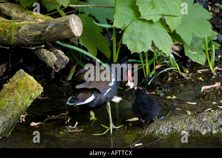 Gallinule poule-d'eau Gallinula chloropus nourrir son poussin sur la rivière Stour Sudbury Suffolk Angleterre Banque D'Images