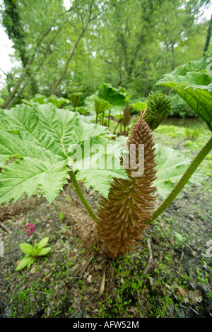 Gunnera manicata Feuilles, Fairhaven Woodland et jardin d'eau, Norfolk, UK Banque D'Images