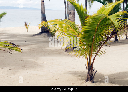 Palmier Nipa plage sur l'île de Panglao Bohol Philippines Visayas Banque D'Images