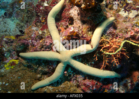 North Male Atoll Maldives Lankan Guilding Linckia Guildingi étoile de mer Banque D'Images