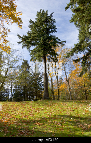 L'Abies amabilis sapin Douglas géant entouré par la couleur en automne parc Bowen Nanaimo Vancouver Island British Columbia Canada Banque D'Images