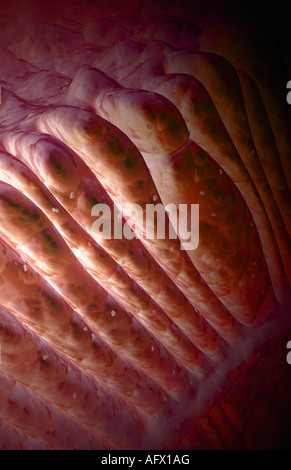 Cônes et bâtonnets Banque D'Images