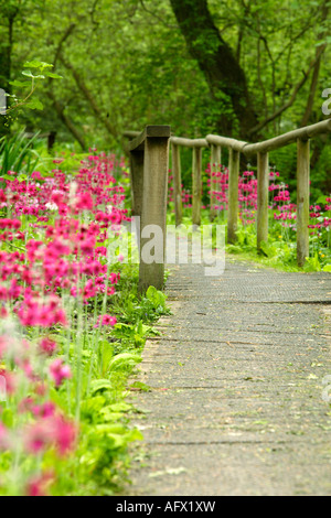 Sentier à travers Candelabra Primulas, Fairhaven Woodland et jardin d'eau, Norfolk, UK Banque D'Images