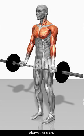 Biceps curl (partie 2 de 2) Banque D'Images