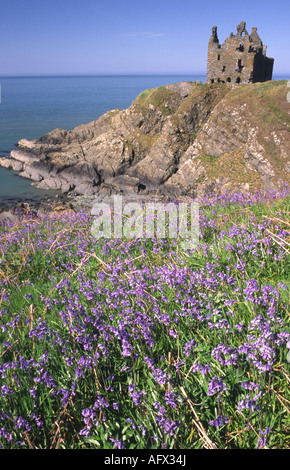 Bluebells printemps château écossais Dunskey assis sur les falaises près de Portpatrick Galloway Ecosse Banque D'Images