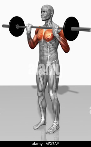 Biceps curl (partie 1 de 2) Banque D'Images