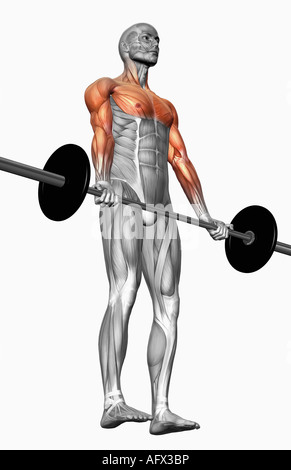 Biceps curl (partie 2 de 2) Banque D'Images