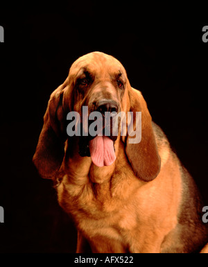 Portrait de chien, canin, bloodhound Banque D'Images