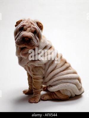 Portrait de Shar Pei sharpei chiot,, Shar-pei Banque D'Images