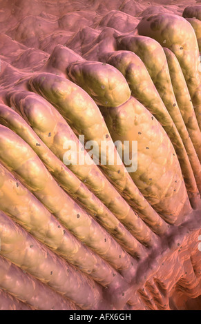 Cônes et bâtonnets Banque D'Images