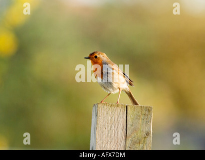 Redbreast-Erithacus,Robin juvénile rubecula aux abords de Surrey, Angleterre Banque D'Images