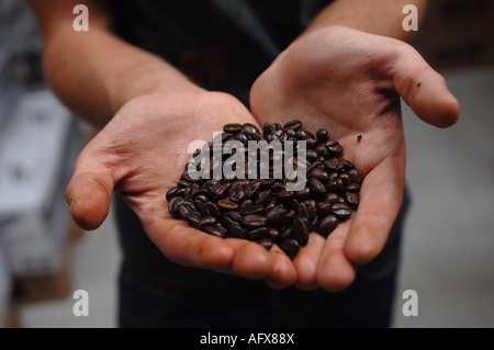 Les grains de café fraîchement torréfié dans une mans mains Banque D'Images