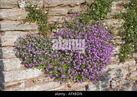 AUBRIETA DELTOIDEA (BLEU BISOUS;ROCK CRESS) croissant dans un mur Banque D'Images