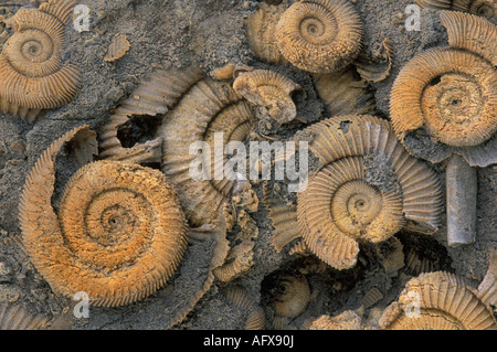 Fossiles d'Ammonites Banque D'Images