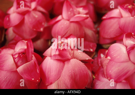 Fleurs de Lotus à vendre à l'extérieur du Temple de la Dent à Kandy au Sri Lanka Banque D'Images