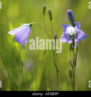 Fleur bleu campanule Campanula rotundifolia rock island comté de porte wisconsin usa Banque D'Images