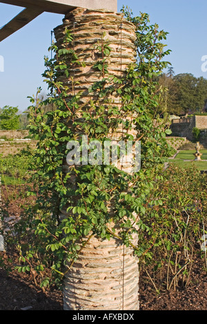 Les jeunes rosiers grimpants SUR LES PILIERS DE PIERRE D'UNE PERGOLA À HESTERCOMBE GARDEN SOMERSET EN ANGLETERRE Banque D'Images