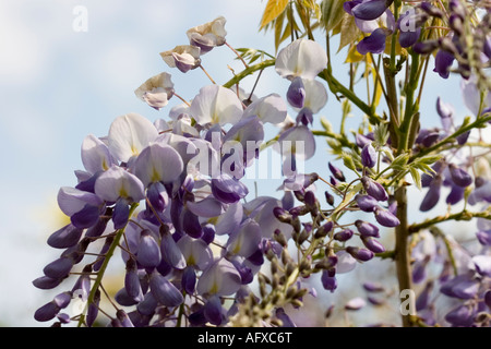 Skywards escalade Wisteria Banque D'Images