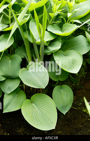 Début de l'Hosta Iris et feuillage, Fairhaven Woodland et jardin d'eau, Norfolk, UK Banque D'Images