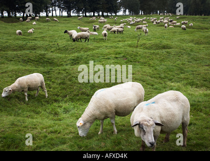 Parc commémoratif de Terre-Neuve à Beaumont-Hamel Le Somme France Banque D'Images