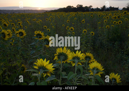 Groupe d'helianthus annuus Tournesol tourné vers le soleil se lever dans le ciel de l'est dans un champ de fleurs Banque D'Images