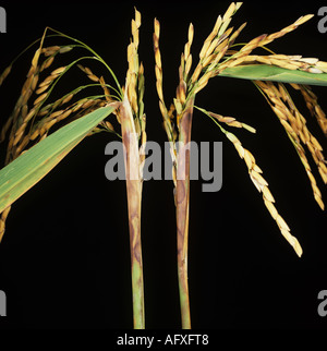 Sarocladium oryzae la pourriture de la gaine et la nécrose des lésions sur le riz la feuille étendard oreilles avorté Banque D'Images