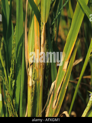 La gaine de Rhizoctonia solani a blanchi le blanc des lésions au plant de riz à maturité Banque D'Images