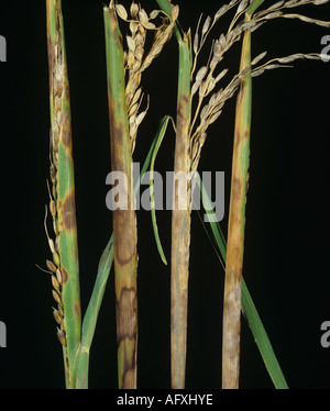 Sarocladium oryzae la pourriture de la gaine et la nécrose des lésions sur le riz la feuille étendard oreilles avorté Banque D'Images